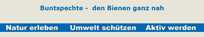 Buntspechte -  den Bienen ganz nah