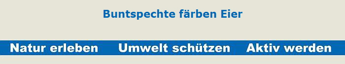 Buntspechte frben Eier