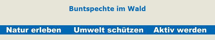 Buntspechte im Wald