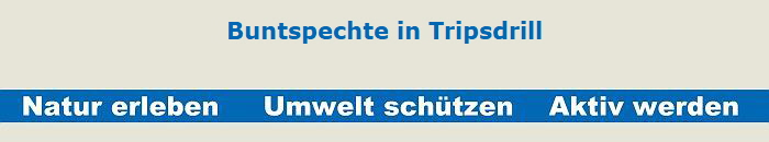 Buntspechte in Tripsdrill