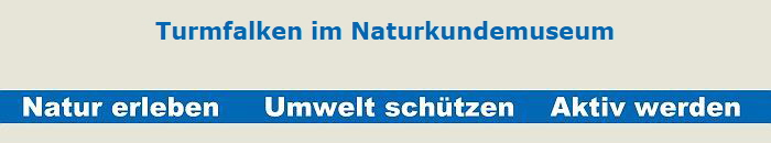 Turmfalken im Naturkundemuseum