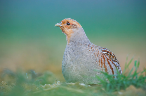 Vergleichsmglichkeit