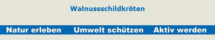 Walnussschildkrten